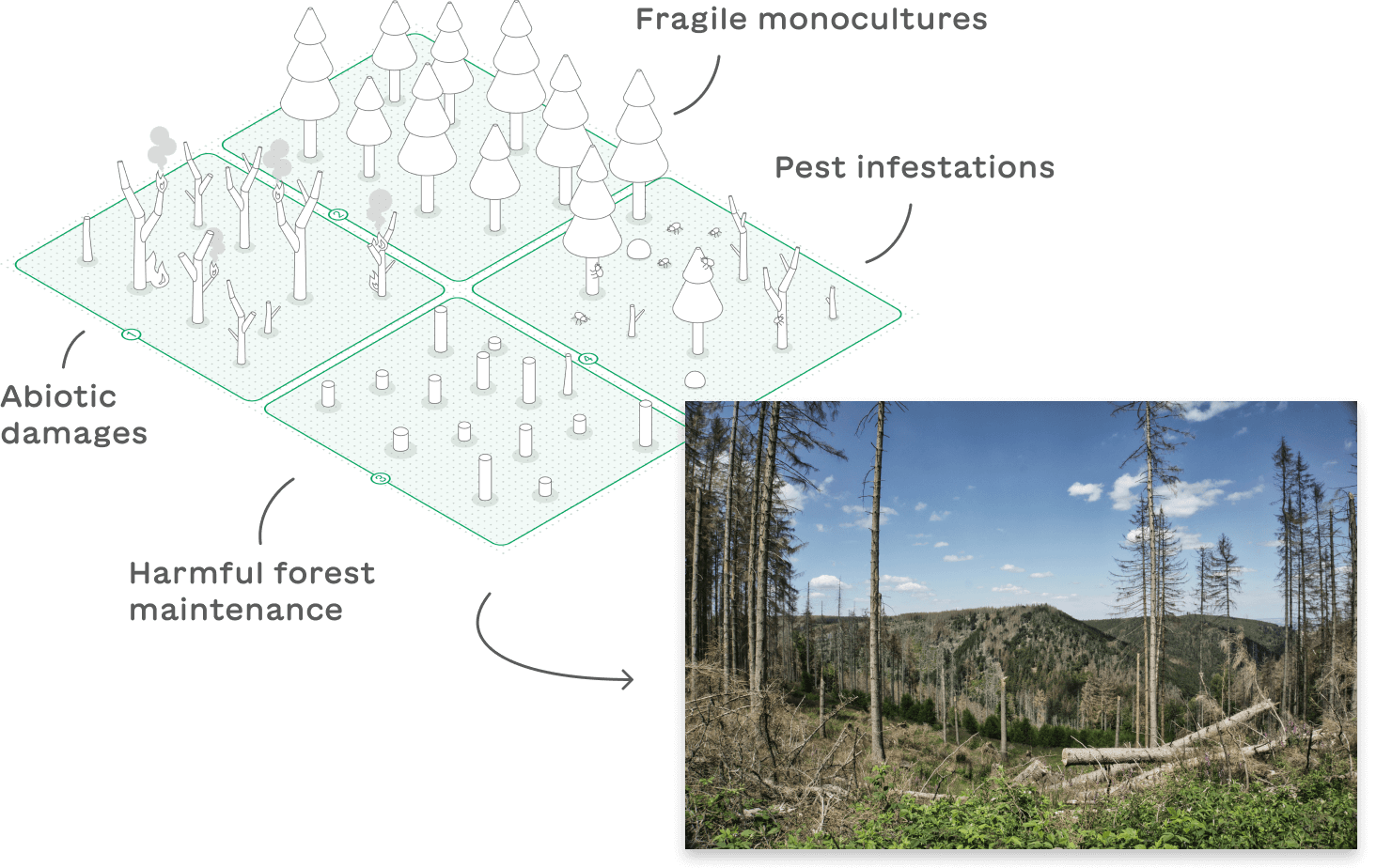 The image shows a photo of a destroyed forest area. Behind the photo is an illustration visualizing four factors contributing to forest decline: fragile monocultures, abiotic damage, harmful forestry practices, and pests.